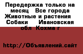 Передержка только на месяц - Все города Животные и растения » Собаки   . Ивановская обл.,Кохма г.